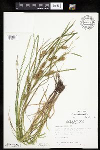 Carex tuckermanii image