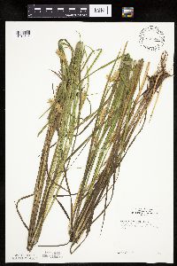 Carex tuckermanii image