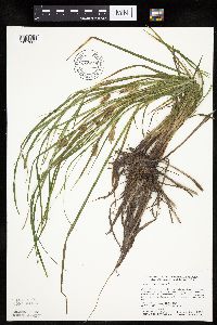 Carex tuckermanii image