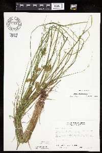 Carex tuckermanii image