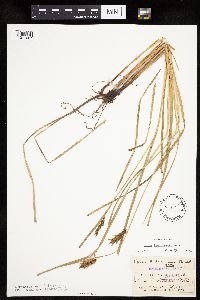 Carex tuckermanii image