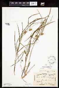 Carex tuckermanii image