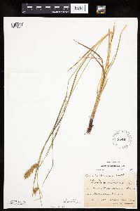 Carex tuckermanii image