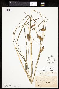 Carex tuckermanii image