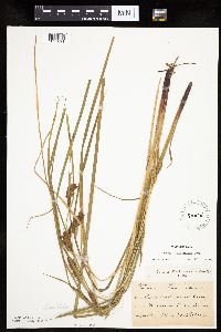 Carex tuckermanii image