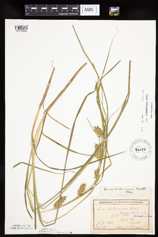 Carex tuckermanii image