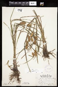 Carex tuckermanii image