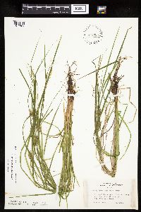 Carex tuckermanii image