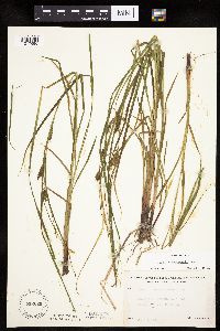 Carex tuckermanii image