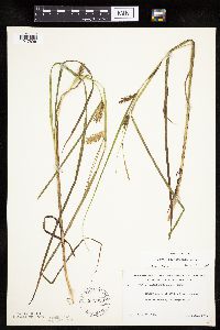 Carex tuckermanii image