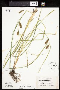 Carex tuckermanii image