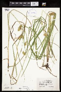 Carex tuckermanii image