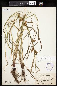 Carex tuckermanii image