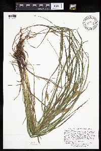 Carex tuckermanii image