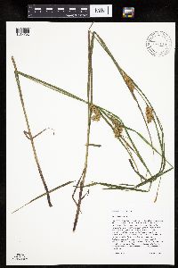 Carex tuckermanii image