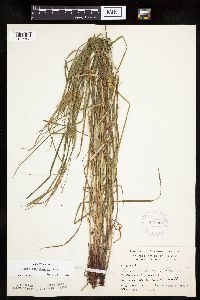 Carex tuckermanii image