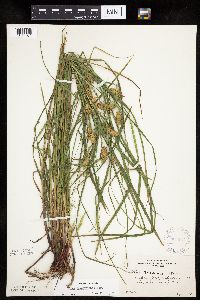 Carex tuckermanii image