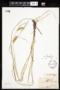 Carex tuckermanii image