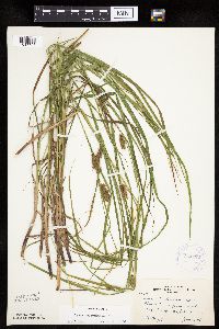 Carex tuckermanii image