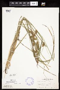 Carex tuckermanii image