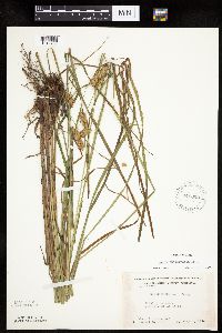 Carex tuckermanii image