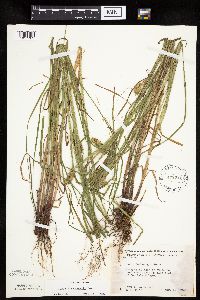 Carex tuckermanii image