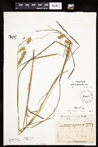 Carex tuckermanii image