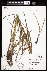 Carex tuckermanii image