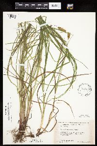Carex tuckermanii image