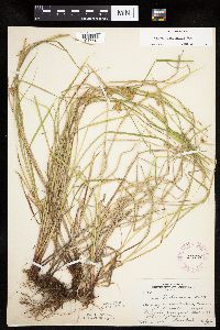 Carex tuckermanii image