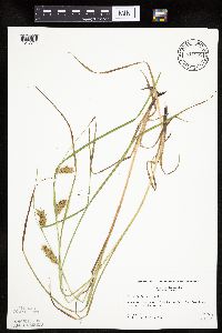 Carex tuckermanii image