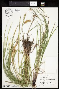 Carex tuckermanii image