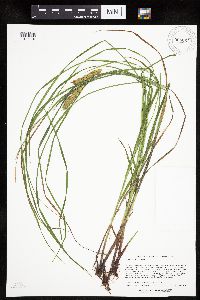 Carex tuckermanii image