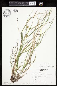 Carex tuckermanii image