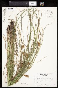 Carex tuckermanii image