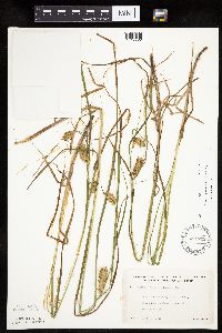Carex tuckermanii image