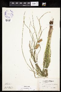 Carex tuckermanii image