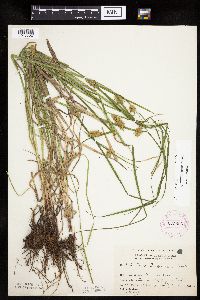 Carex tuckermanii image