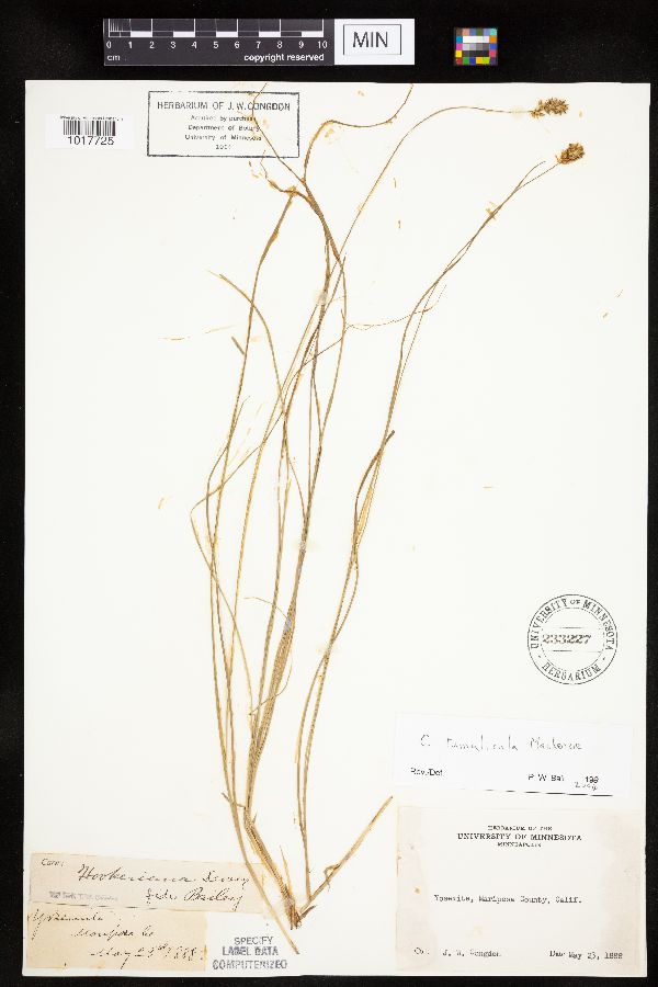 Carex tumulicola image
