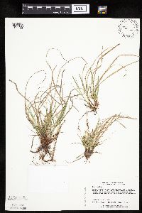 Carex umbellata image
