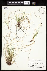 Carex umbellata image