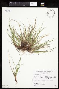 Carex umbellata image