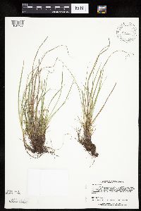 Carex umbellata image
