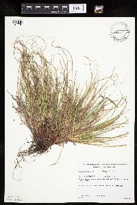 Carex umbellata image
