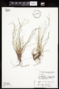 Carex umbellata image