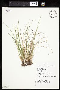 Carex umbellata image