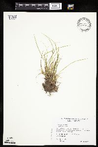 Carex umbellata image