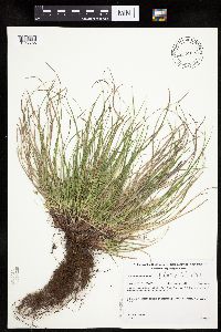 Carex umbellata image