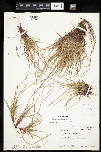 Carex umbellata image