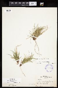 Carex umbellata image